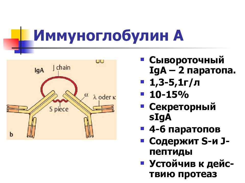 Ig a. Секреторный и сывороточный иммуноглобулин а. Иммуноглобулины поверхностные секреторные сывороточные. Иммуноглобулин а протеаза. Iga иммуноглобулин.