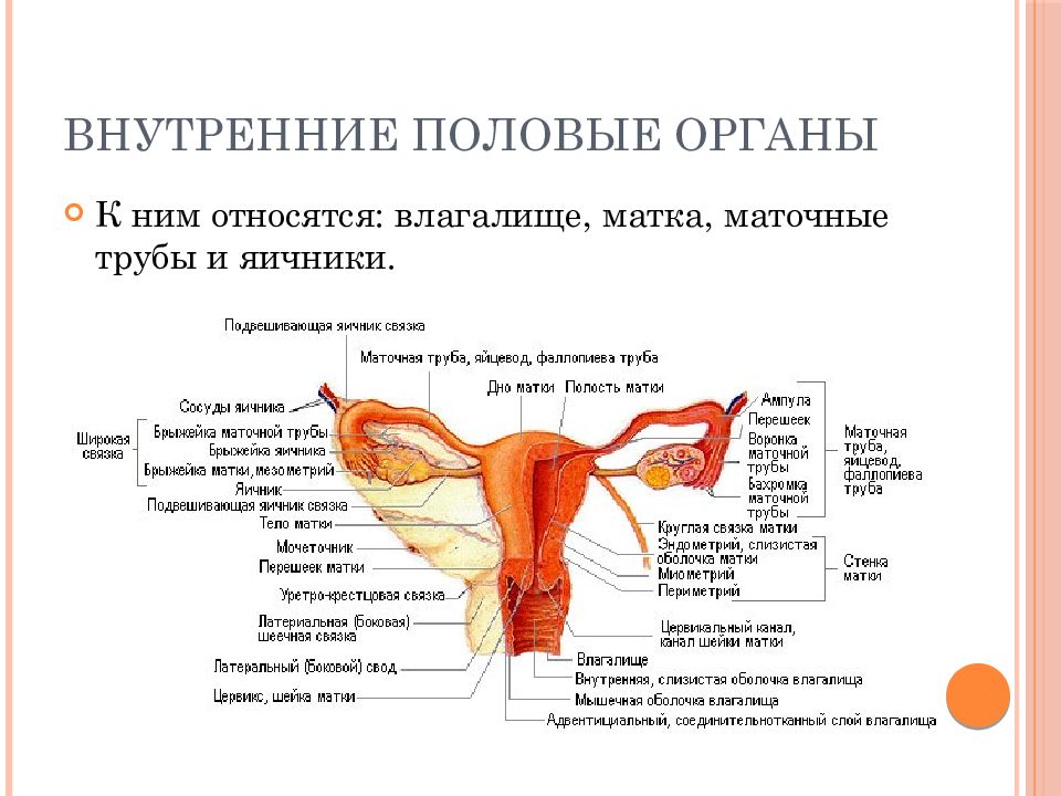 Органы составляющие женскую половую систему. Внутреннее строение матки анатомия. Строение женских половых органов матка и влагалище. Маточные трубы анатомия строение и функции. Наружные половые органы строение анатомия.