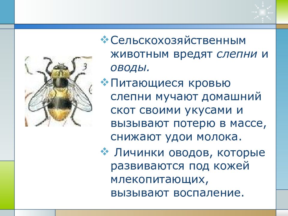 Проект по биологии 7 класс на тему насекомые переносчики заболеваний человека