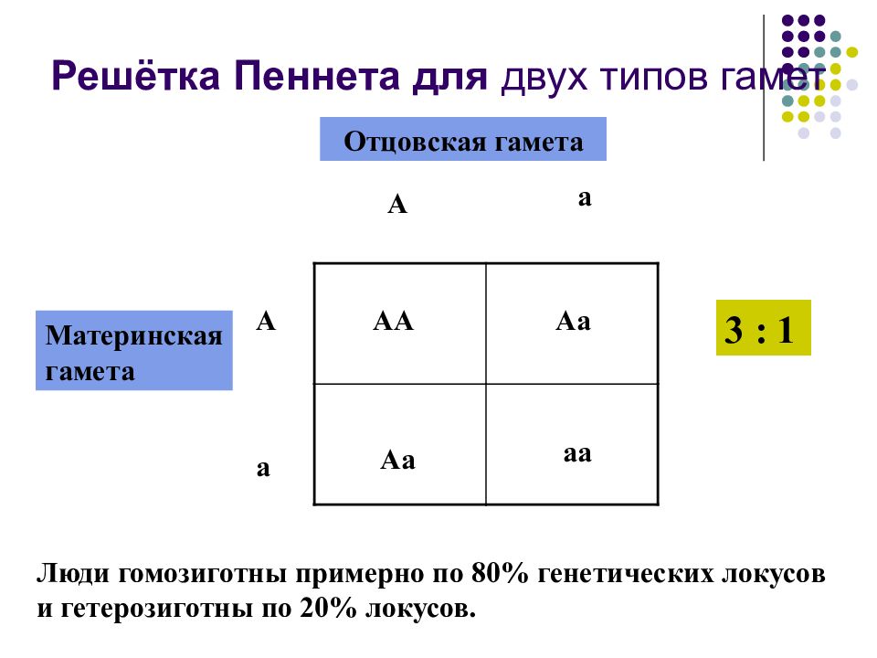 Решетка пеннета. Что такое Пинета решетка Пеннета. Решетка Пеннета биология. Гаметы в решетке Пеннета. Решетка Пеннета группы крови.