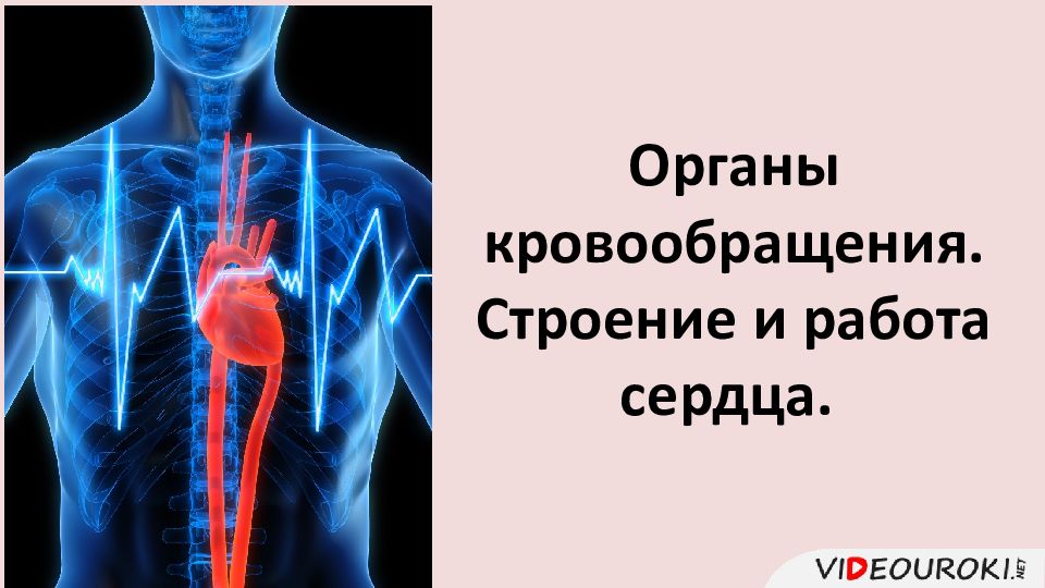 Органы кровообращения. Строение и работа сердца