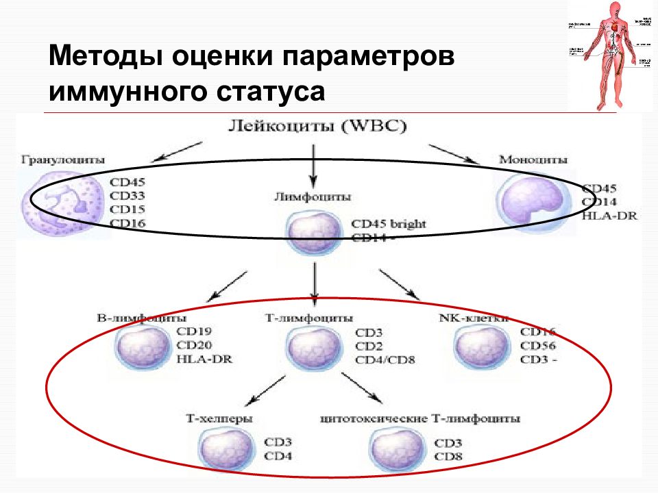 Методы оценки иммунной системы. Методы определения иммунного статуса. Метода оценки иммунного статуса. Методы лабораторной оценки иммунного статуса..