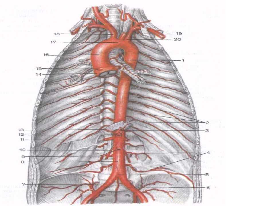 Аорта анатомия. Артериальная система аорта. Аорта и артерии большого круга кровообращения. Ветви аорты большой круг кровообращения. Анатомия кровеносная система аорта.