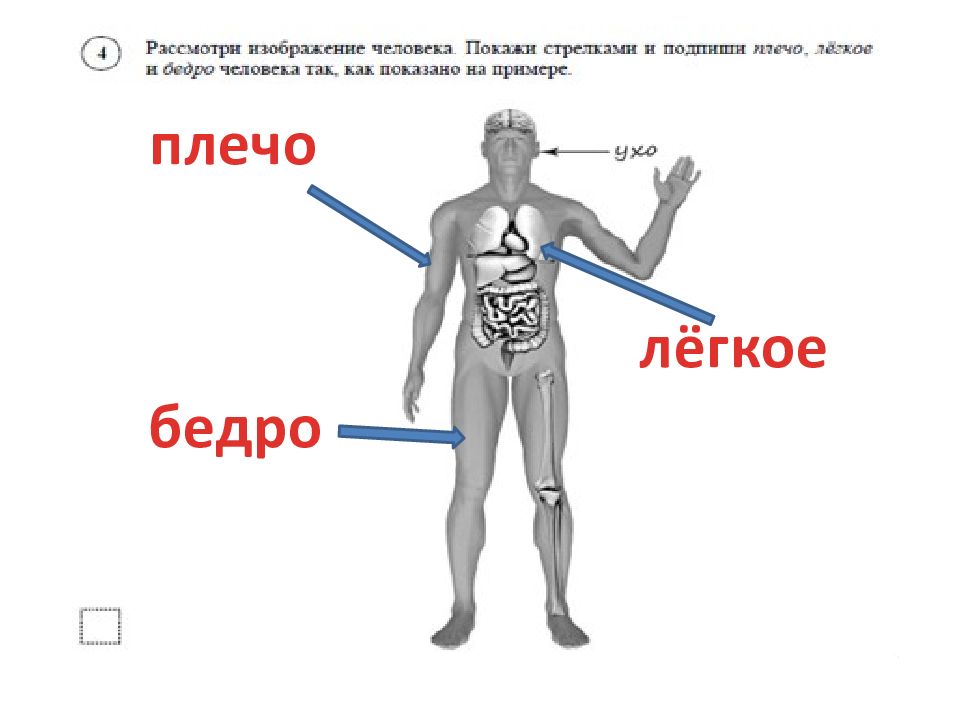 Анатомия человека впр. Рассмотри изображение. Рассмотри изображение человека. Рассмотри изображение человека ВПР. Строение тела человека плечо.