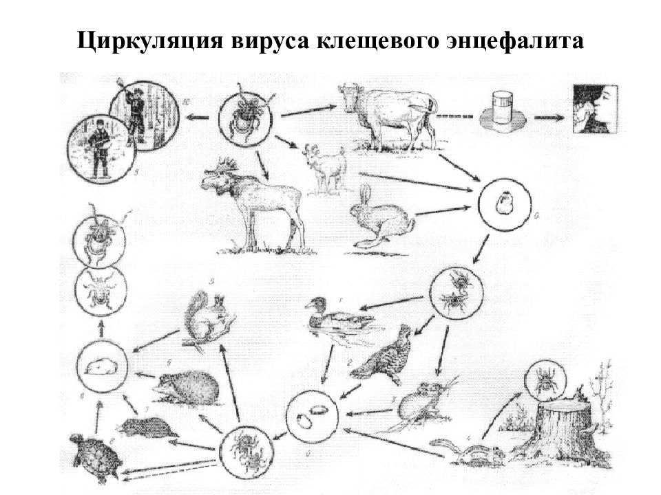 Патогенез клещевого энцефалита схема