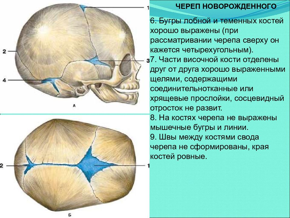 Соединение лобной и теменной кости. Роднички черепа новорожденного. Роднички черепа новорождённого . Клиновидный и сосцевидный. Передний Родничок черепа новорожденного. Роднички черепа зарастают к.