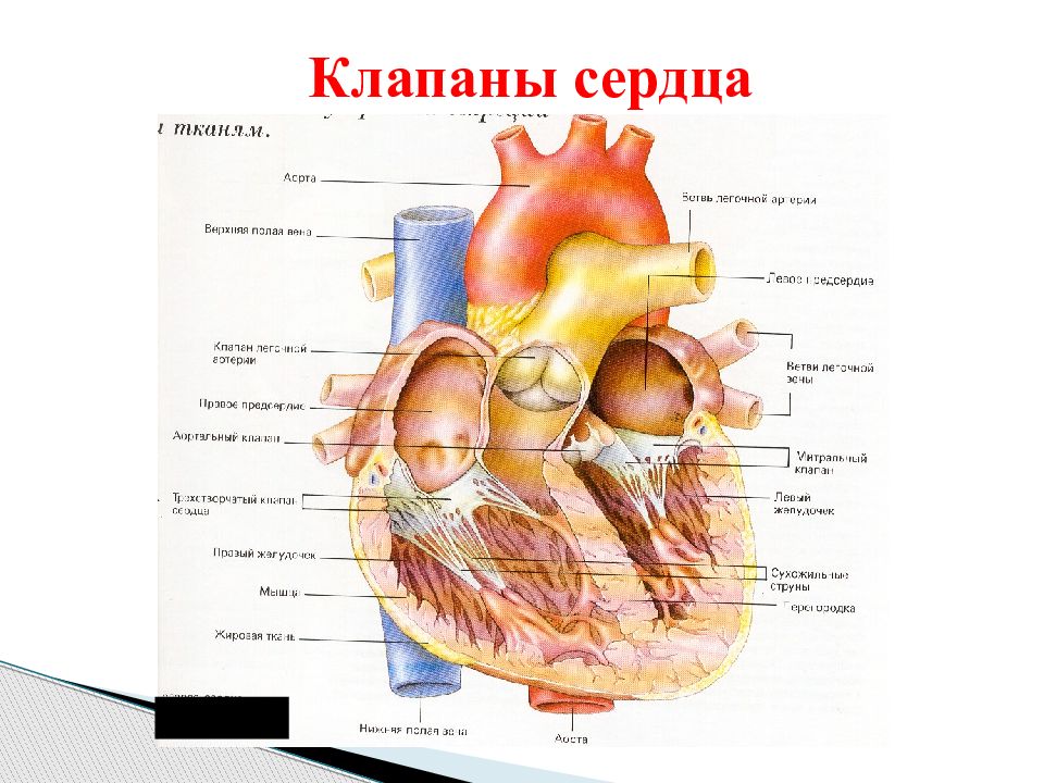 Сердце и клапаны схема