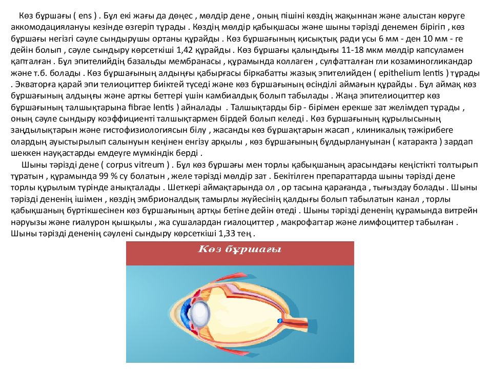 Көз бұршағы ( ens ). Бұл екі жағы да дөңес, мөлдір дене, оның пішіні көздің