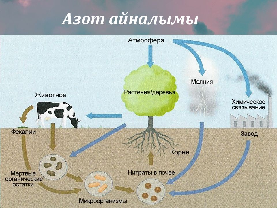 Роль воды в биосфере презентация естествознание 10 класс габриелян