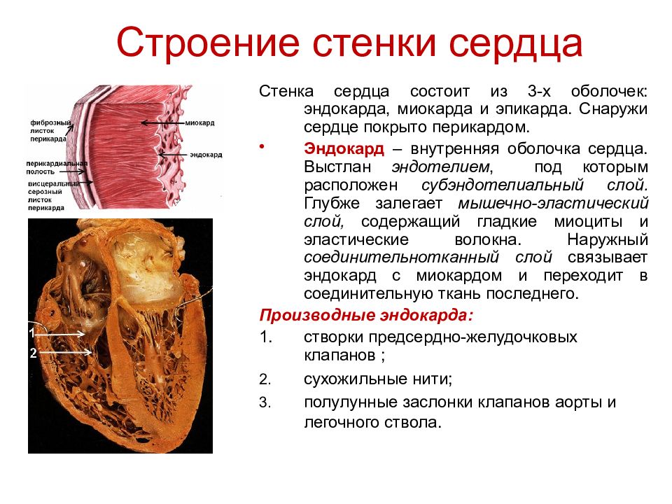 Из каких слоев состоит стенка сердца