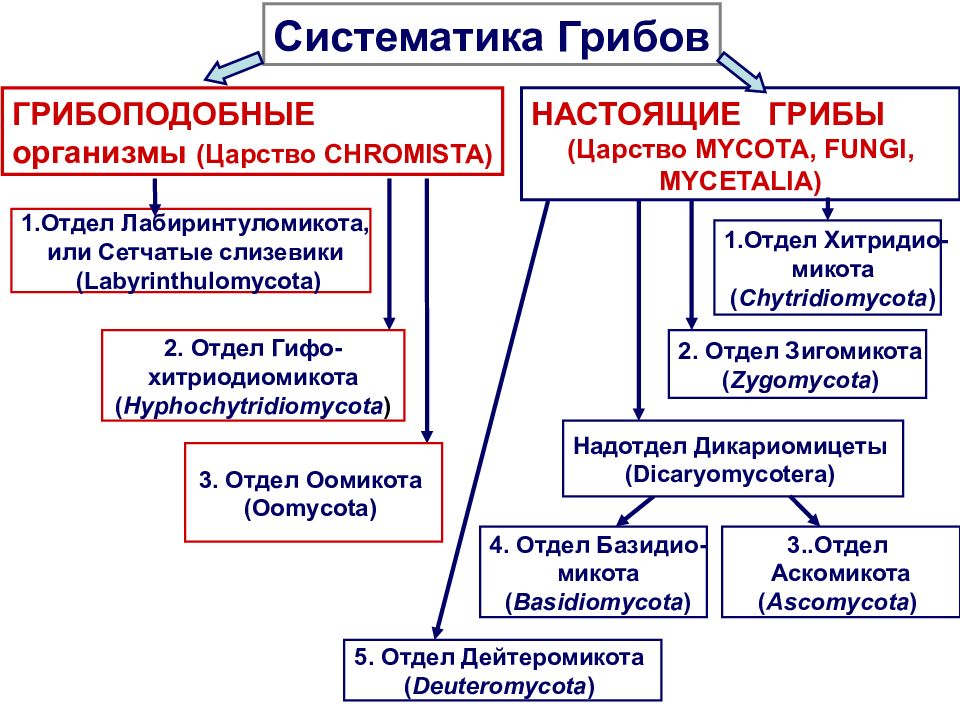 1. Отдел Хитридио- микота ( Chytridiomyc ota ) 5. Отдел Дейтеромикота (