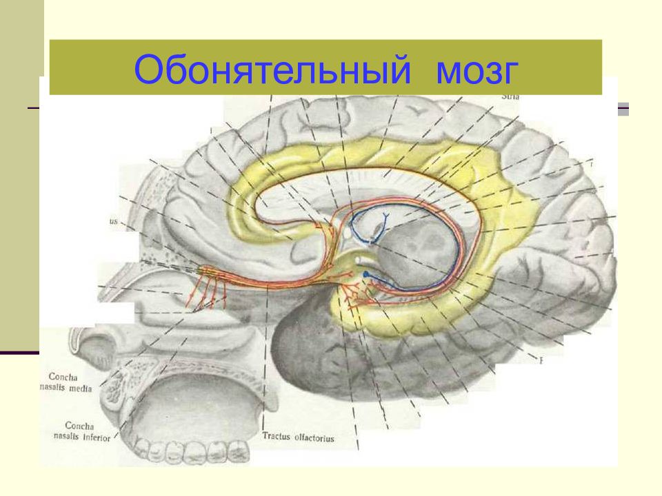 Обонятельный мозг презентация