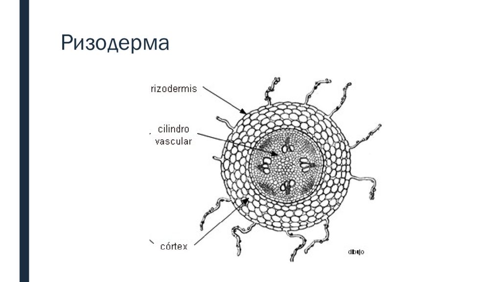 Эпиблема корня. Эпиблема ризодерма. Ткань корня ризодерма. Ризодерма эпиблема строение. Ризодерма растений строение.