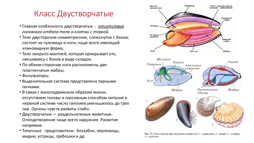 Симметрия тела моллюсков. Двустворчатые моллюски пищеварительная система таблица. Класс брюхоногие и класс двустворчатые моллюски. Двустворчатые моллюски Тип питания. Класс двустворчатые моллюски питание.