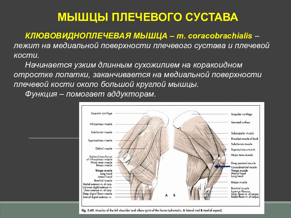 Наличие трех пар конечностей на груди. Коракоидно плечевая мышца. Мышцы плечевого сустава. Коракоидно плечевая мышца собаки. Мышцы грудной конечности.