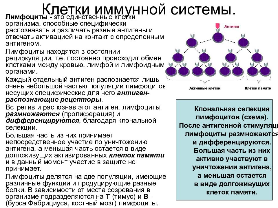 Повышение защитных свойств способствует. Клетки иммунной системы, продуцирующие иммуноглобулины:. Основные этапы развития клеточных элементов иммунной системы. В-лимфоциты иммунной системы. Основные клетки иммунной системы (иммуноциты), их функции..