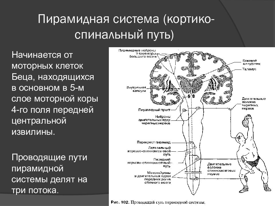 Тракты определение. Кортикоспинальный пирамидный путь. Пирамидный кортикоспинальный тракт. Латеральный кортикоспинальный тракт. Кортиконуклеарный пирамидный путь.