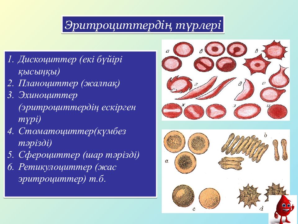 Эритроциттер. Эритроциттер түзүл. Т Б лимфоцитлар. Кишинин эритроцитиндеги эн негизги элемент.