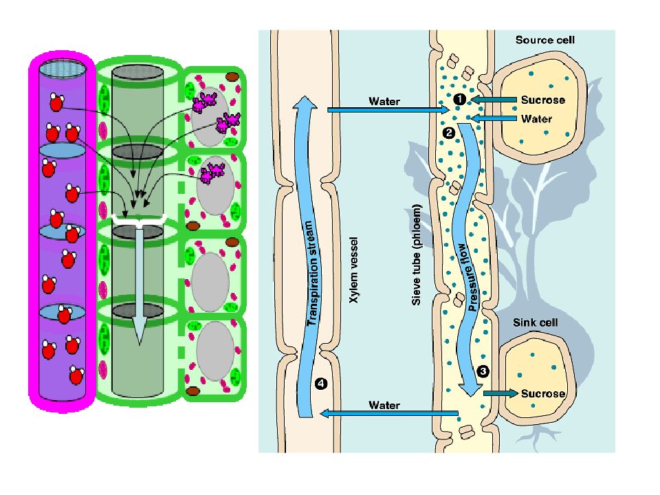 Транспорт веществ у растений презентация