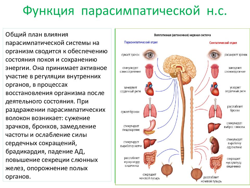 Парасимпатическая вегетативная нервная система функции
