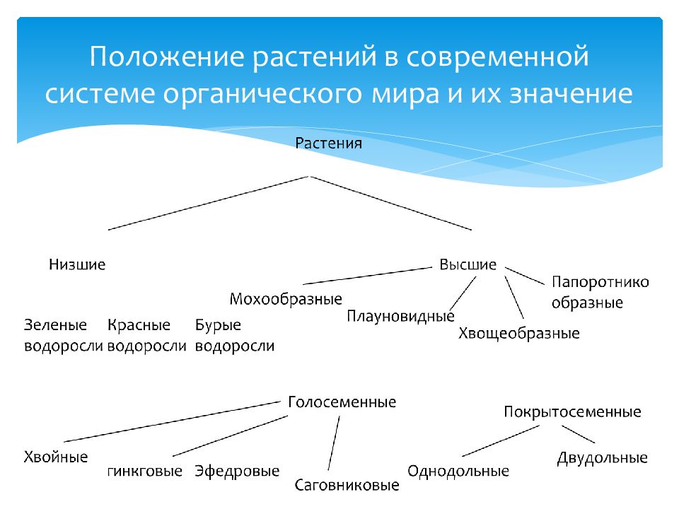 Новая система органического мира презентация 10 класс