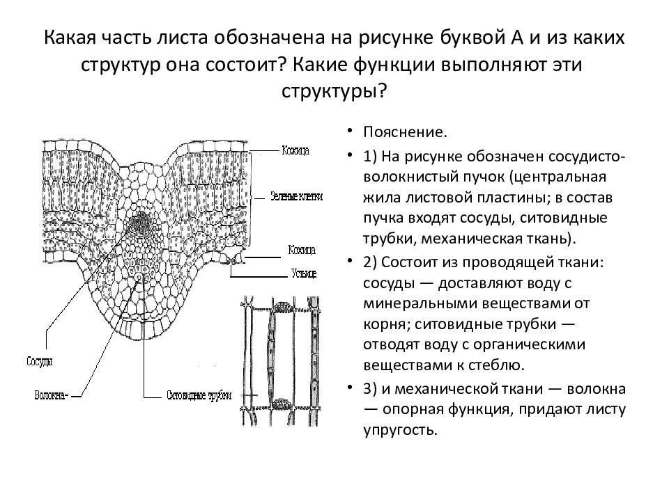 Какие структуры сустава обозначены цифрами. Какая часть листа обозначена на рисунке. Какие структуры листа обозначены на рисунке. Какие части у листа. Какая часть листа обозначена на рисунке 1.