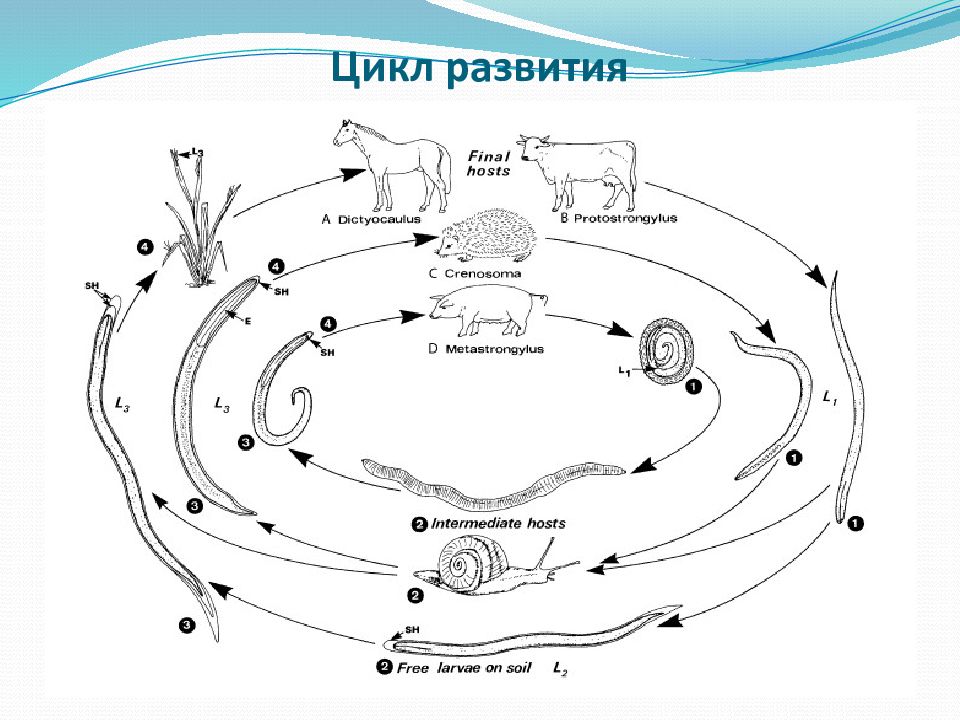 6 циклов развития