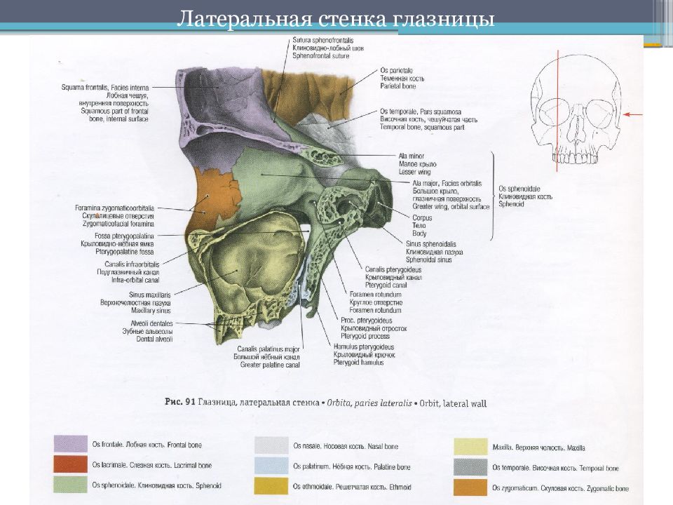 Латеральная стенка. Глазница, левая; латеральная стенка. Латеральную стенку глазницы формируют.