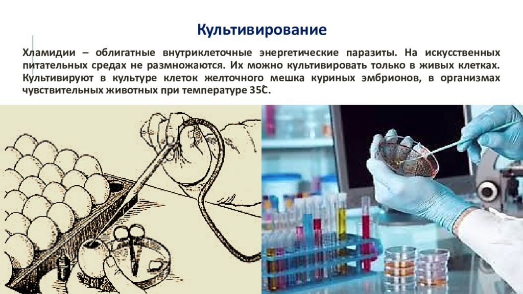 Культивирование клеток и среды. Хламидии культивирование. Методы культивирования хламидий. Особенности культивирования риккетсий. Риккетсии в курином эмбрионе.