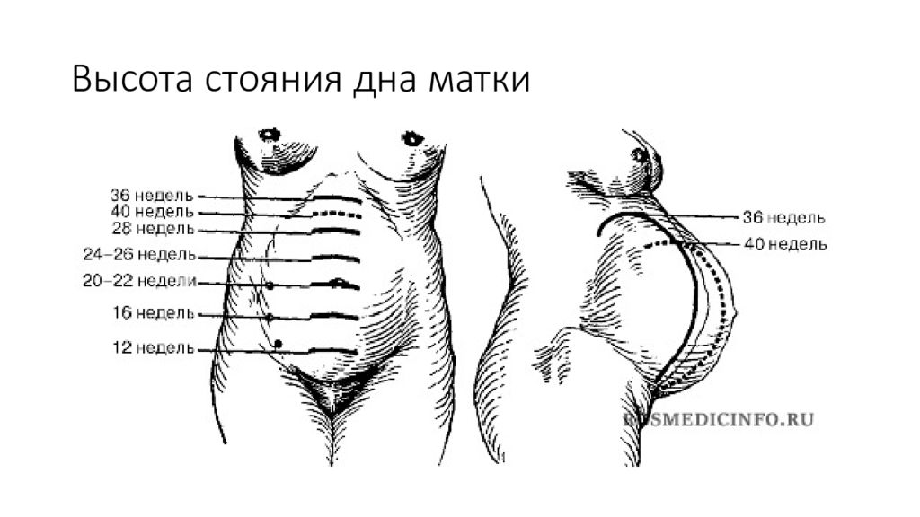 Расположение матки при беременности по неделям в картинках