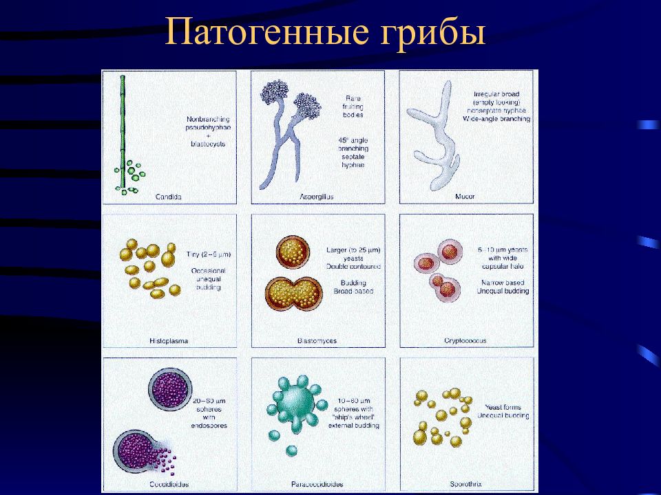 Патогенные грибы. Патогенные представители грибов. Представители основных классов патогенных грибов. Патогенные грибы микробиология. Классификация патогенных грибов микробиология.