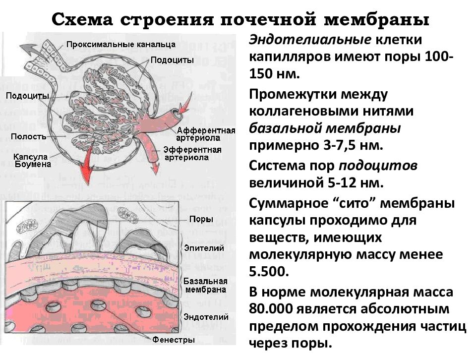 Фильтрационная мембрана почки схема