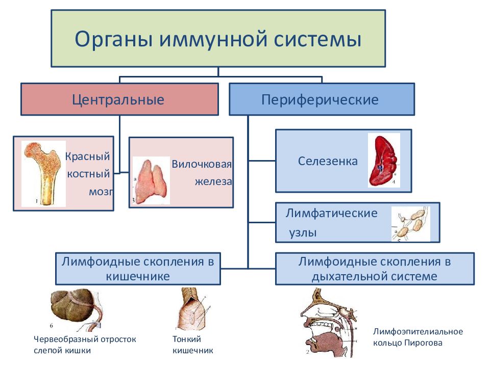 Иммунные органы организма