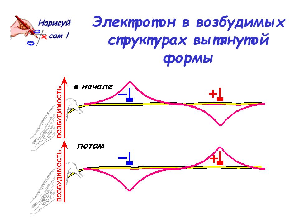 Законы возбуждения. Распространение электротона.. Аккомодация электротон.