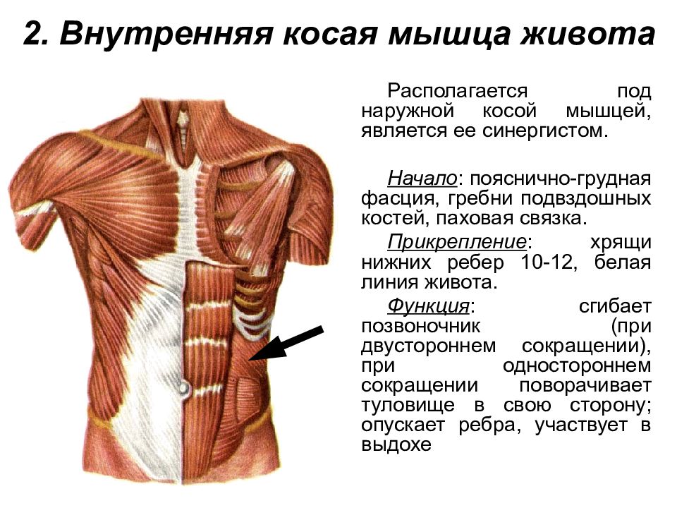 Презентация мышцы живота