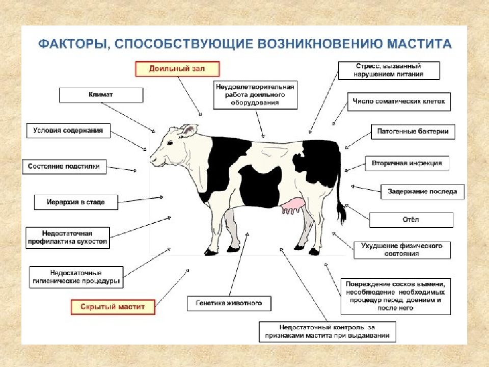 Через сколько после отела можно пить молоко. Классификация мастита коров субклинический. Классификация мастита у коров. Профилактика мастита КРС. Факторы возникновения мастита у коров.
