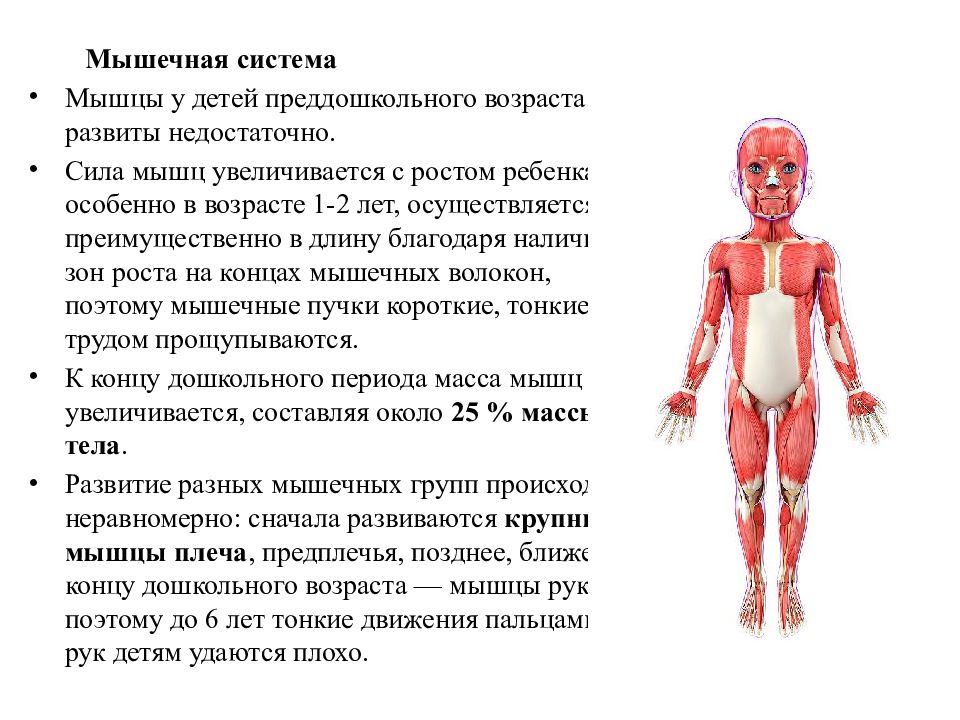 Возрастная анатомия физиология и гигиена лекции. Костно мышечная система у детей младшего школьного возраста. Мышечная система детей дошкольного возраста. Возрастная анатомия физиология дошкольного возраста. Особенности мышечной системы у детей.