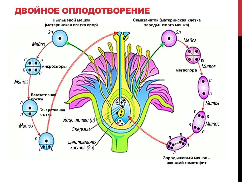 Каким номером на рисунке обозначена генеративная клетка пыльцевого зерна