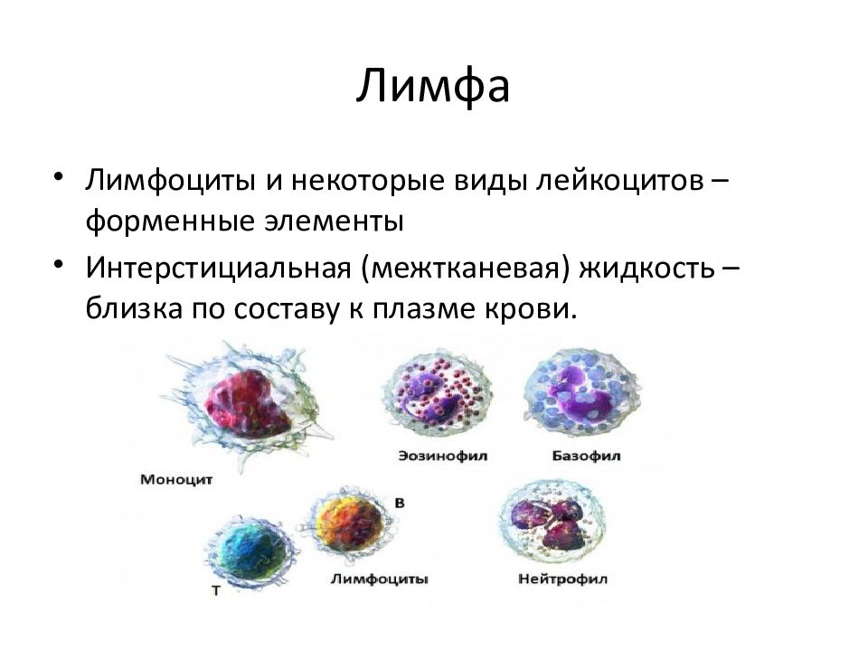 Какие клетки входят. Форменные элементы лимфы. Клеточный состав лимфы человека. Лимфатические клетки в крови.