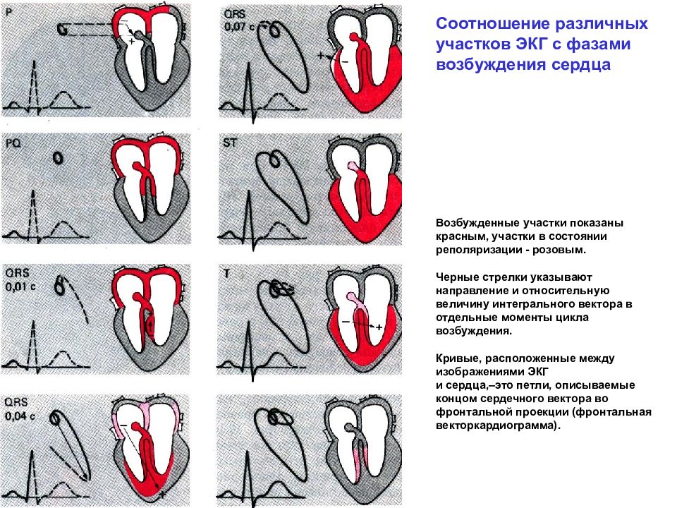 Сердечное сокращение. Распространение возбуждения в сердце ЭКГ. ЭКГ возбудимость фазы сердечного. Соотношение кардиограммы и фаз сердечного цикла. Фазы возбуждения сердца.