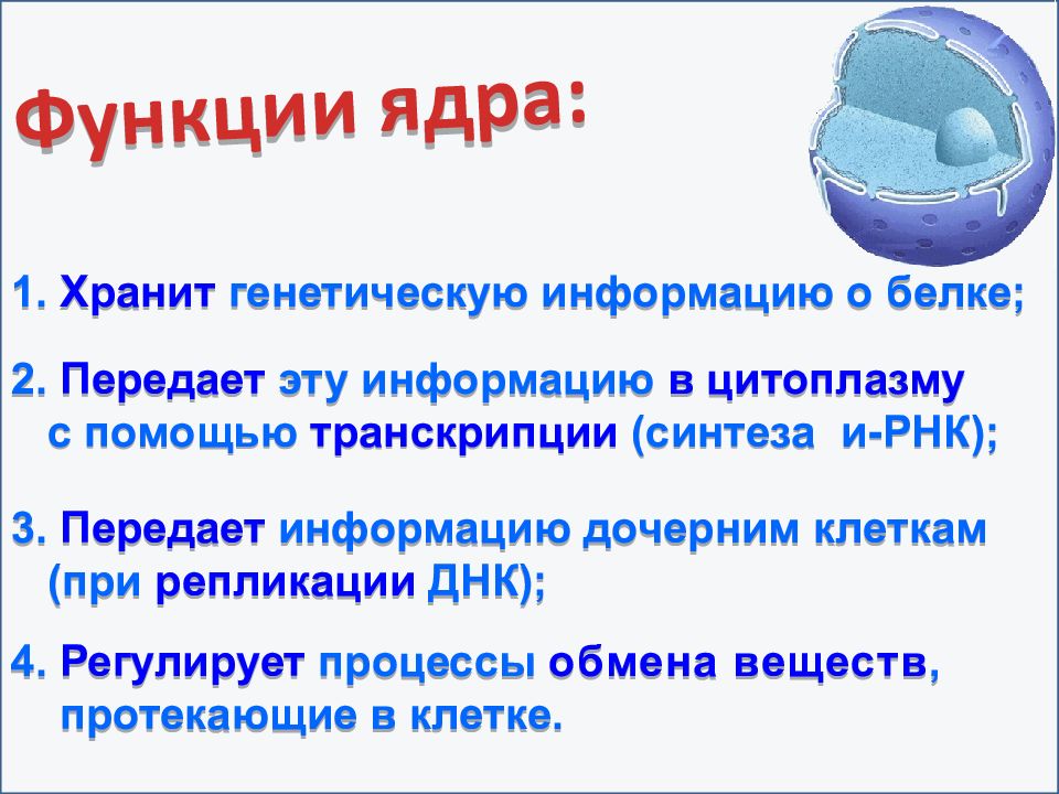 Функцию хранения наследственной информации. Хранящей генетическую информацию. Где хранится наследственная информация. Генетическая информация хранится в ядре. Сохраняет наследственную информацию дочерним клеткам.