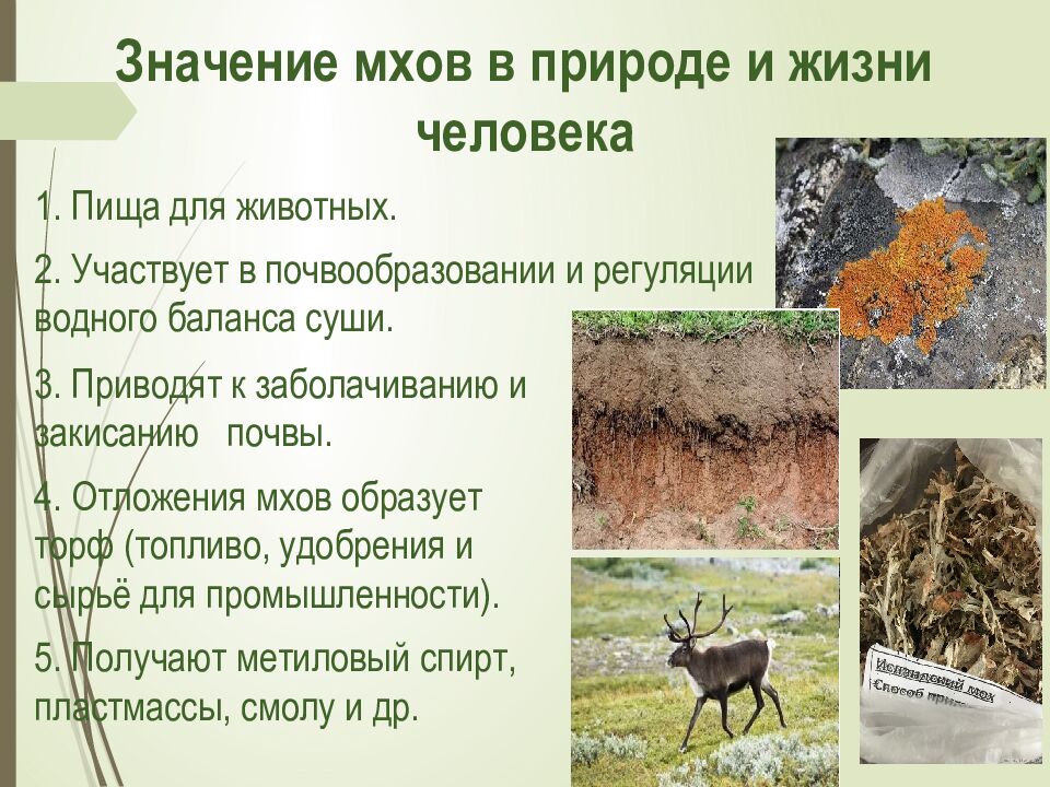 Значение мхов в природе и жизни человека