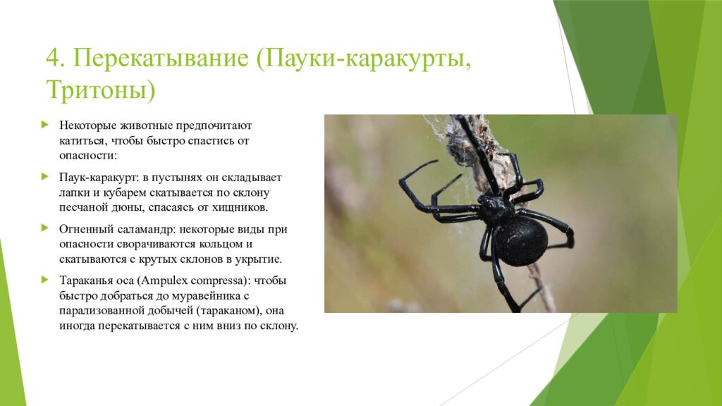 4. Перекатывание (Пауки-каракурты, Тритоны)