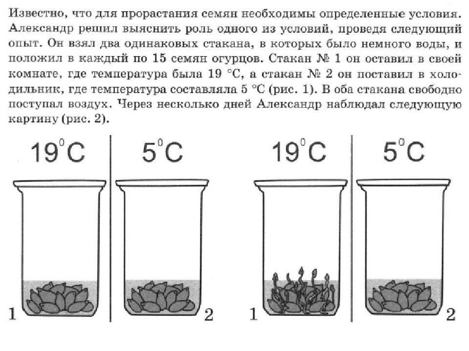 Условия прорастания семян картинка