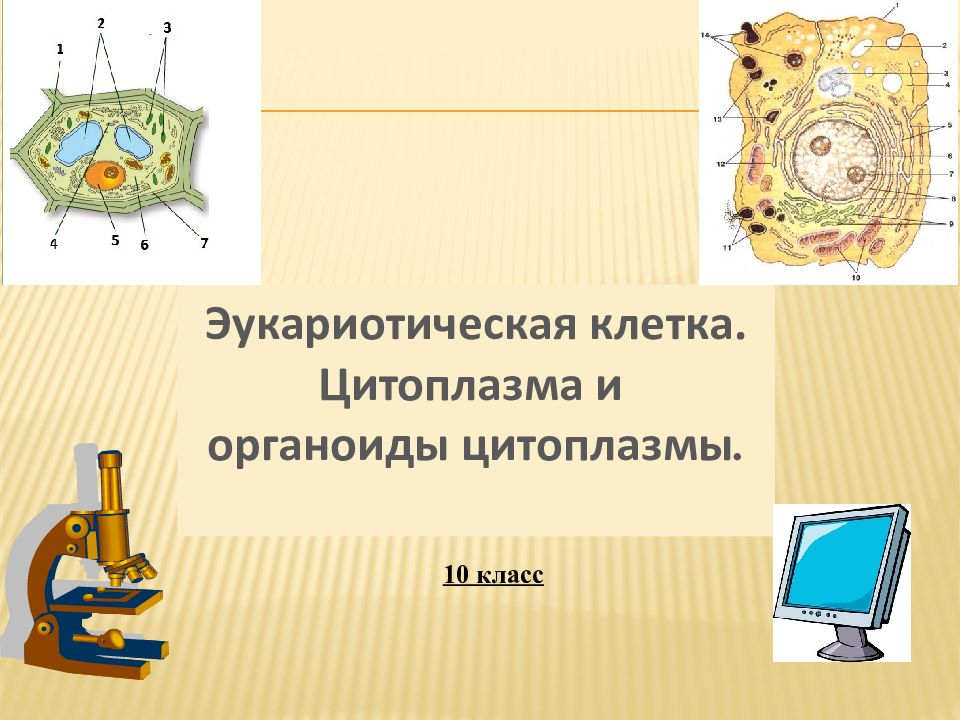 Эукариотическая клетка. Цитоплазма и о рганоиды цитоплазмы. 10 класс