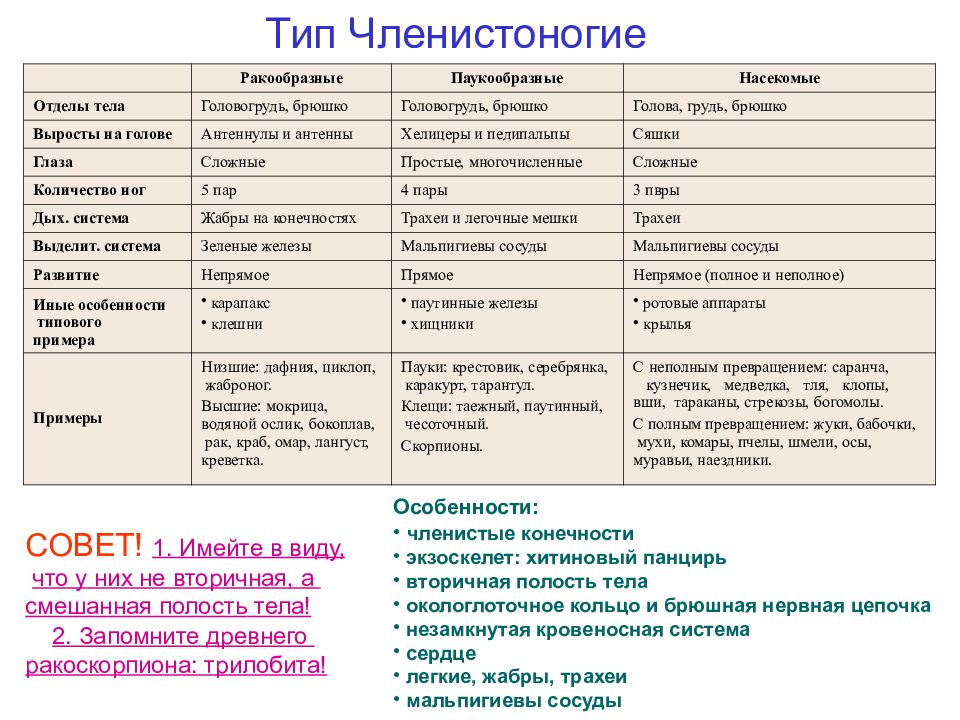 Егэ тип. Членистоногие таблица ЕГЭ. Общая характеристика членистоногих ЕГЭ. Тип Членистоногие 7 класс биология. Тип Членистоногие ЕГЭ биология.