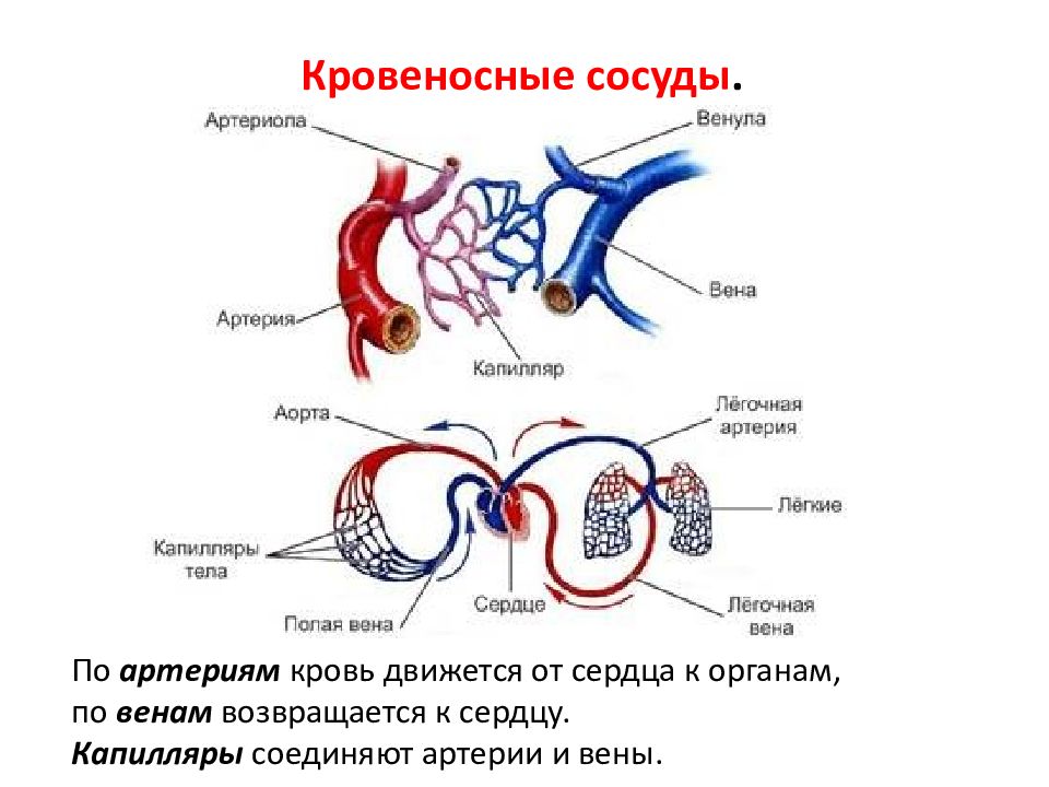 Вены это сосуды которые. Кровеносные сосуды человека схема артерии вены капилляры. Кровеносные сосуды человека схема артерии вены. Артерии артериолы капилляры венулы. Артерия артериола капилляр венула Вена.