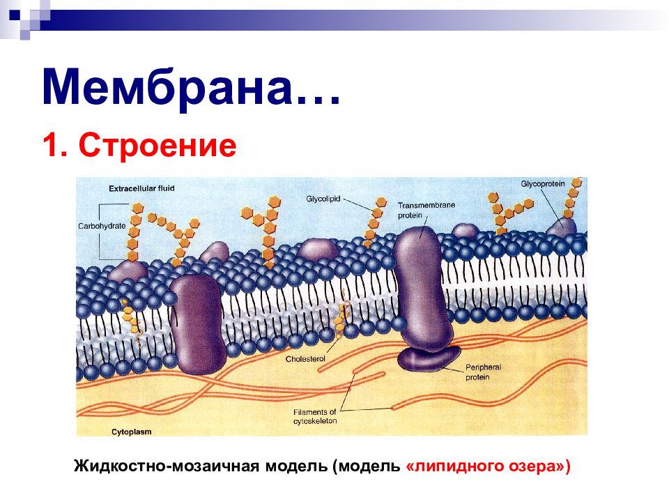 Мембрана фото биология