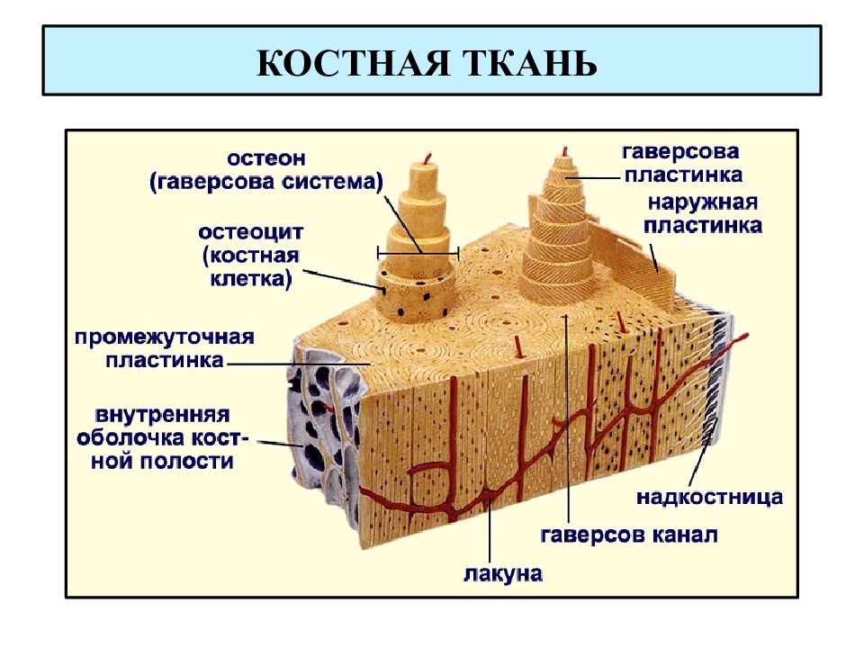 К какой ткани относится костная ткань