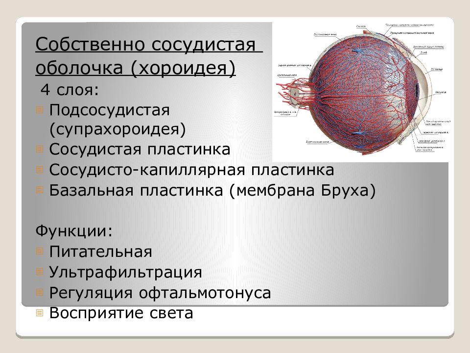 Собственно сосудистая оболочка на латыни. Анатомия и физиология органа зрения. Клиническая анатомия сетчатой оболочки. Микробиота органа зрения. Слои сосудистой оболочки.